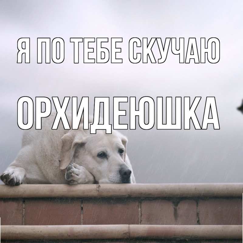Картинка Я по тебе скучаю, Орхидеюшка