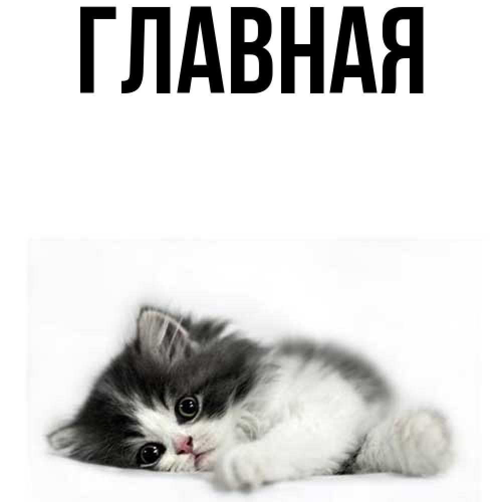 Открытка на каждый день с именем, Анна Главная черный и белый кот Прикольная открытка с пожеланием онлайн скачать бесплатно 