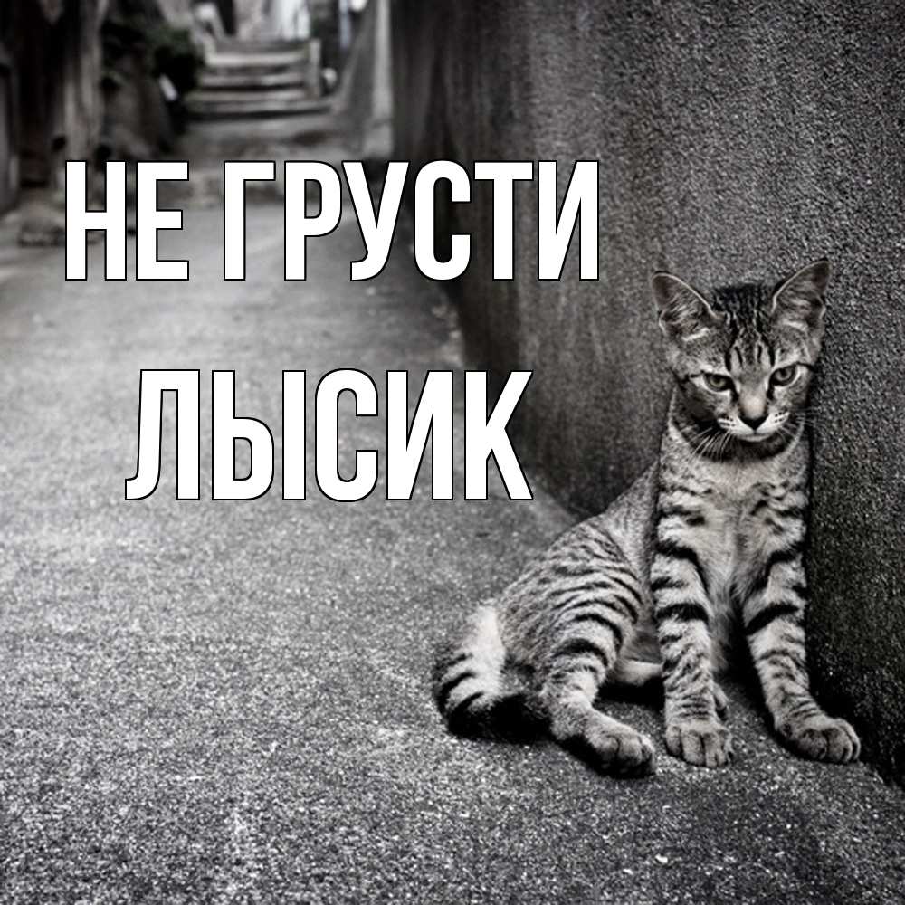Открытка на каждый день с именем, Лысик Не грусти скучающий котик Прикольная открытка с пожеланием онлайн скачать бесплатно 