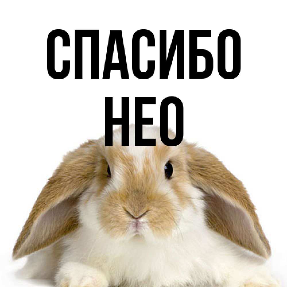 Открытка на каждый день с именем, Нео Спасибо коричнево белый заяц Прикольная открытка с пожеланием онлайн скачать бесплатно 