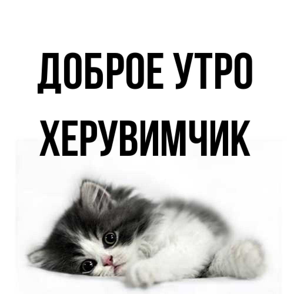 Открытка на каждый день с именем, Хеpувимчик Доброе утро кот лапки Прикольная открытка с пожеланием онлайн скачать бесплатно 