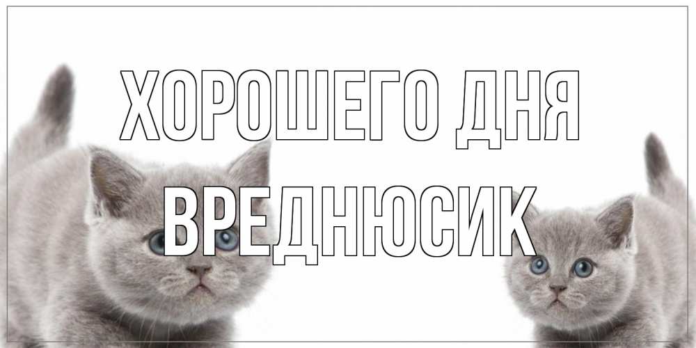 Открытка на каждый день с именем, Вреднюсик Хорошего дня открытка с котами Прикольная открытка с пожеланием онлайн скачать бесплатно 