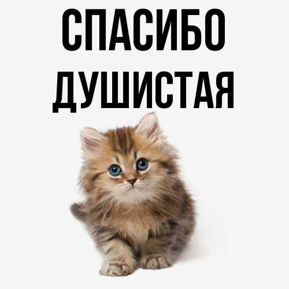 Открытка на каждый день с именем, Душистая Спасибо пушистый котик Прикольная открытка с пожеланием онлайн скачать бесплатно 