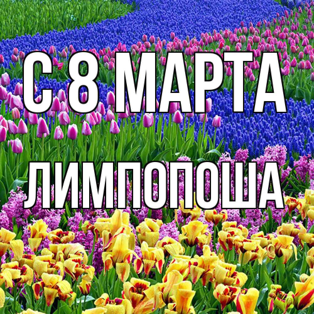 Открытка на каждый день с именем, лимпопоша C 8 МАРТА цветы Прикольная открытка с пожеланием онлайн скачать бесплатно 