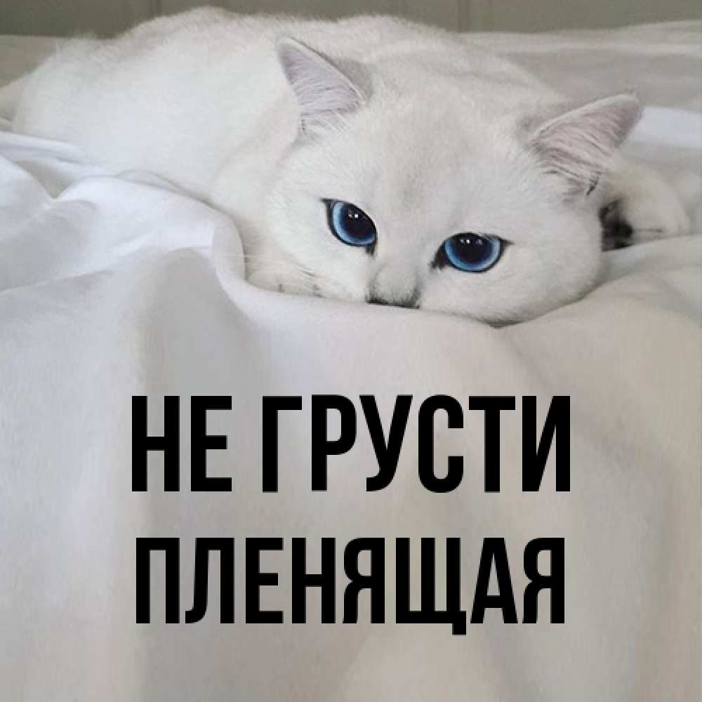 Открытка на каждый день с именем, пленящая Не грусти Голубоглазая кошка Прикольная открытка с пожеланием онлайн скачать бесплатно 