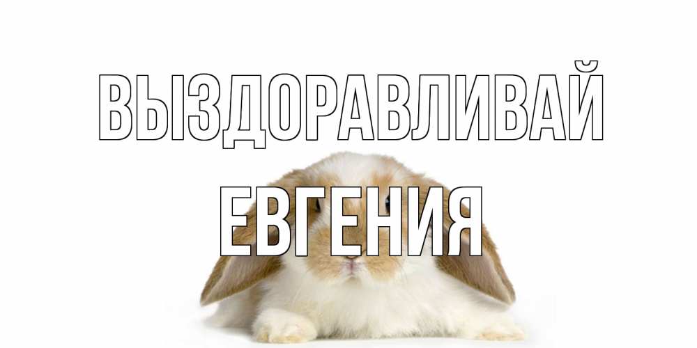 Открытка на каждый день с именем, Евгения Выздоравливай вислоухий кролик белого и коричневого цвета Прикольная открытка с пожеланием онлайн скачать бесплатно 