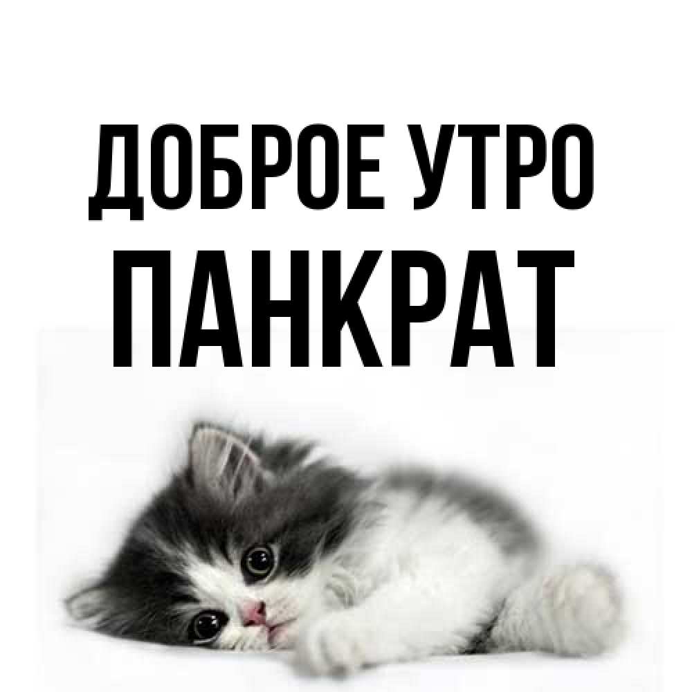 Открытка на каждый день с именем, Панкрат Доброе утро кот лапки Прикольная открытка с пожеланием онлайн скачать бесплатно 