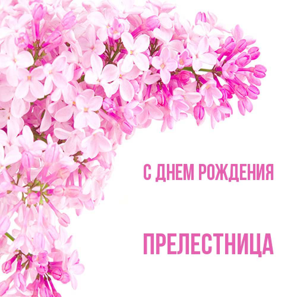 Открытка на каждый день с именем, Прелестница С днем рождения Сирень на белом фоне Прикольная открытка с пожеланием онлайн скачать бесплатно 