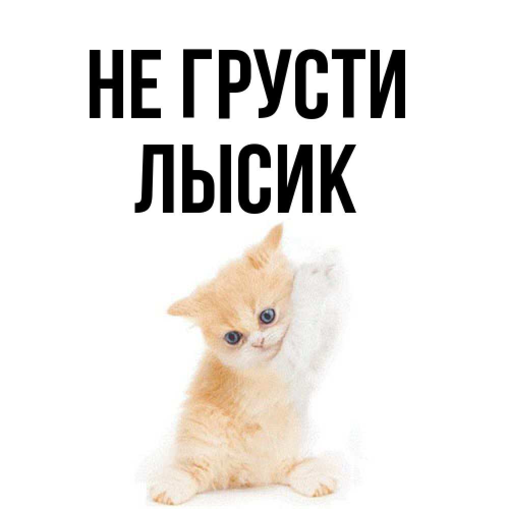 Открытка на каждый день с именем, Лысик Не грусти просящий кот Прикольная открытка с пожеланием онлайн скачать бесплатно 