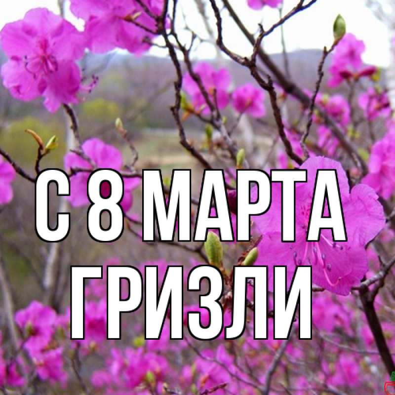 Картинка C 8 МАРТА, Гризли