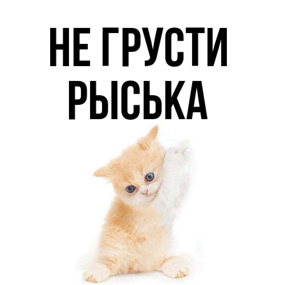 Открытка на каждый день с именем, Рыська Не грусти просящий кот Прикольная открытка с пожеланием онлайн скачать бесплатно 