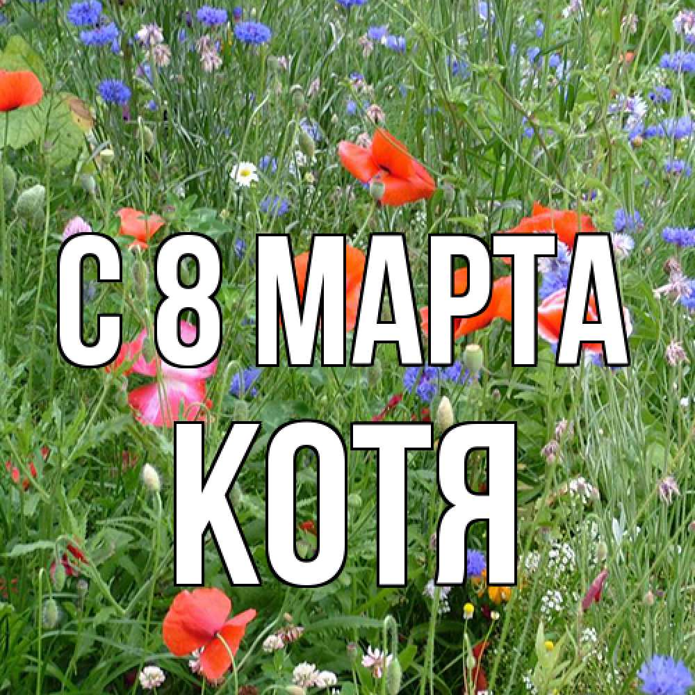 Открытка на каждый день с именем, Котя C 8 МАРТА международный женский день 4 Прикольная открытка с пожеланием онлайн скачать бесплатно 