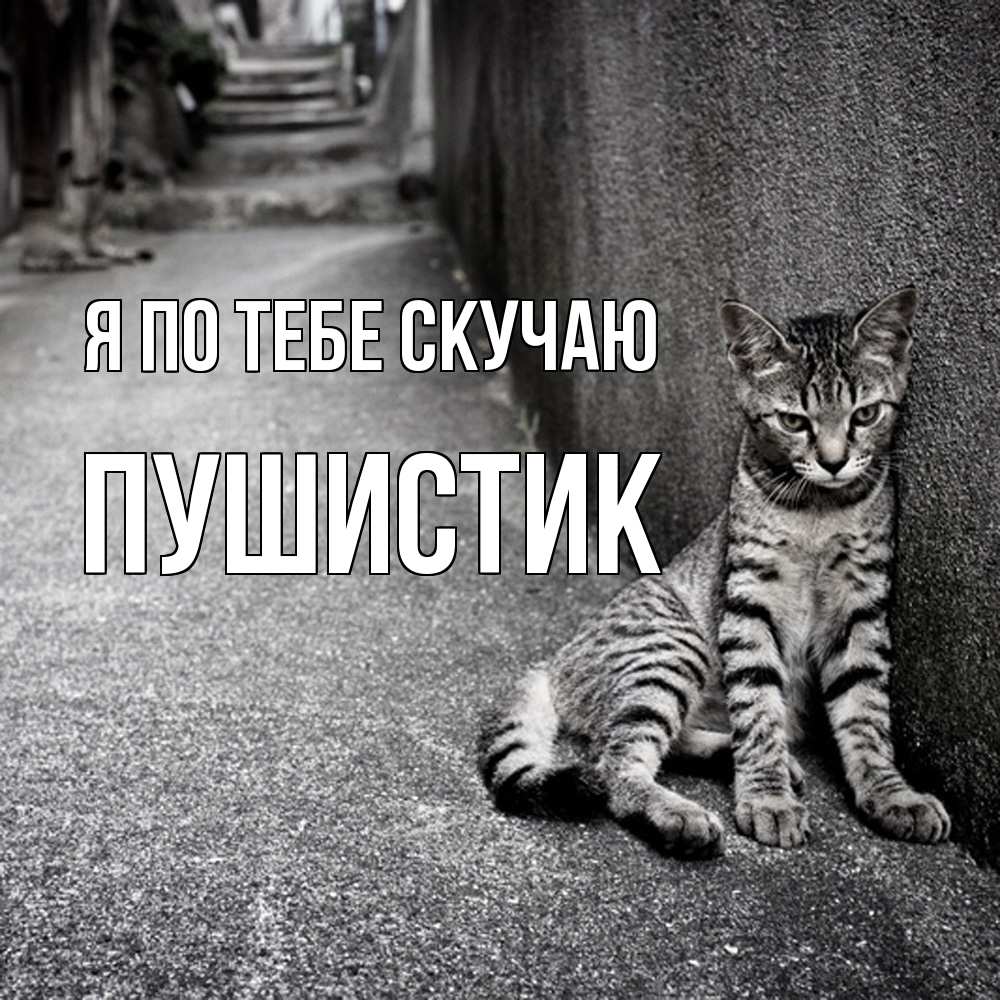 Открытка на каждый день с именем, Пушистик Я по тебе скучаю одиноко котику Прикольная открытка с пожеланием онлайн скачать бесплатно 