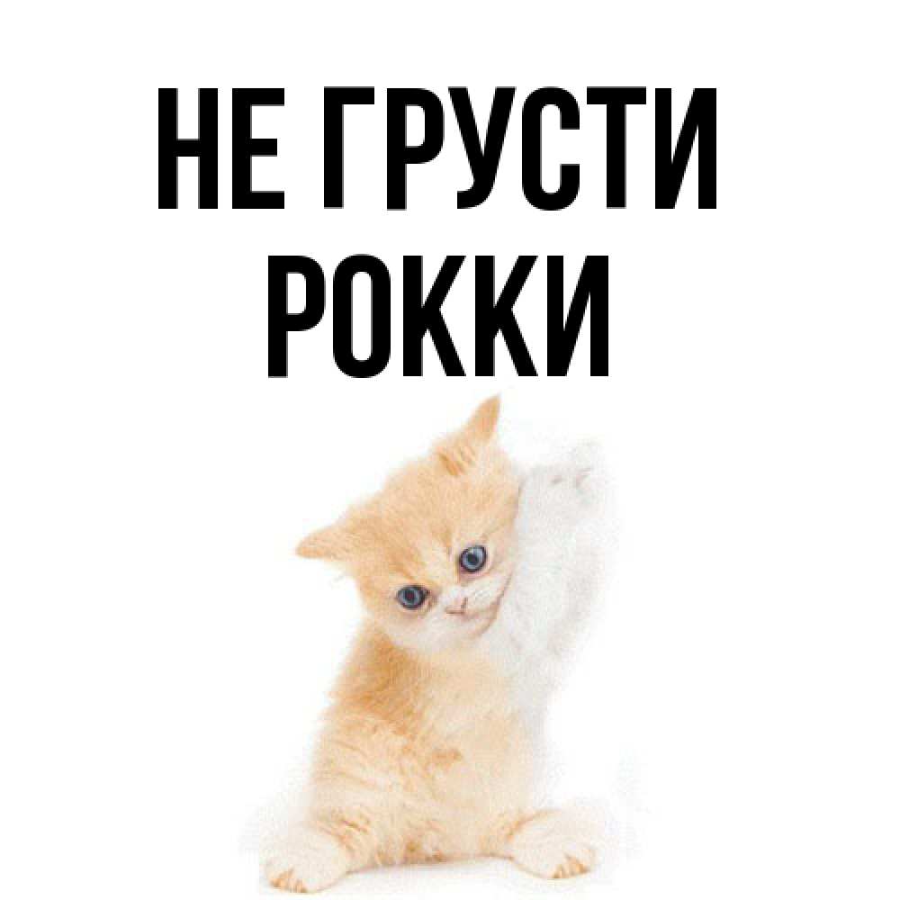 Открытка на каждый день с именем, Рокки Не грусти просящий кот Прикольная открытка с пожеланием онлайн скачать бесплатно 