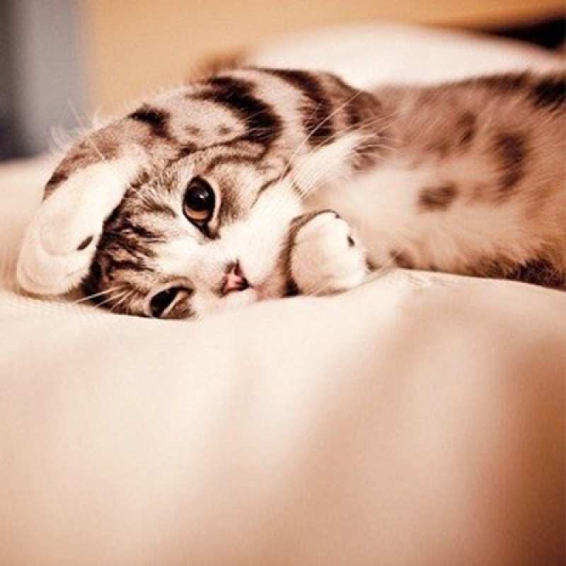 Картинка Спокойной ночи, Аполлинария