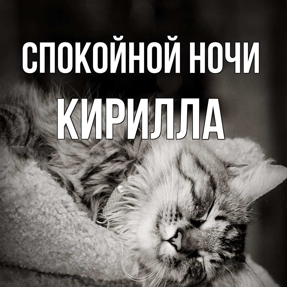 Открытка на каждый день с именем, Кирилла Спокойной ночи котярик пушистый Прикольная открытка с пожеланием онлайн скачать бесплатно 
