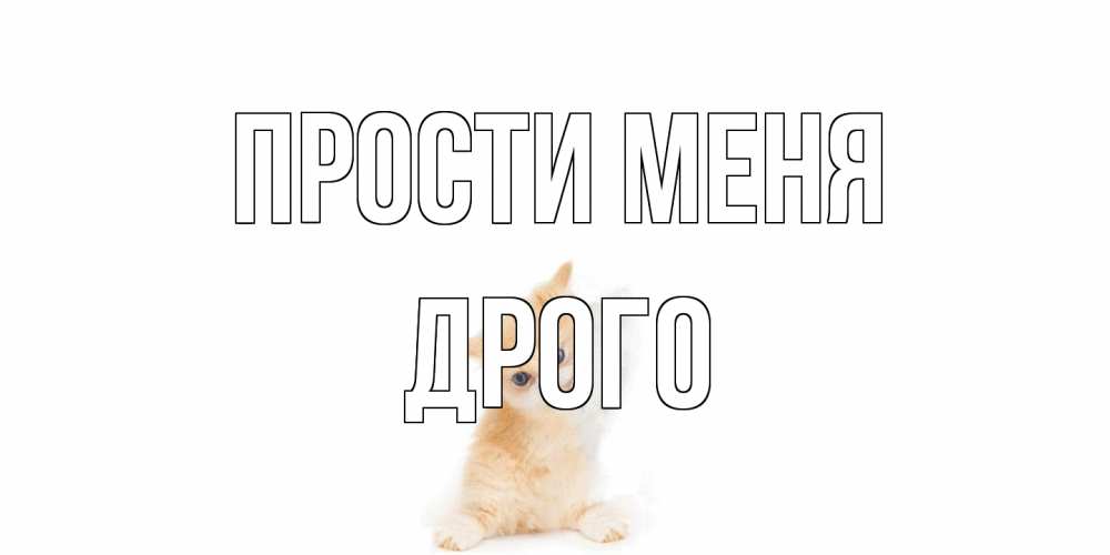 Открытка на каждый день с именем, Дрого Прости меня кот Прикольная открытка с пожеланием онлайн скачать бесплатно 