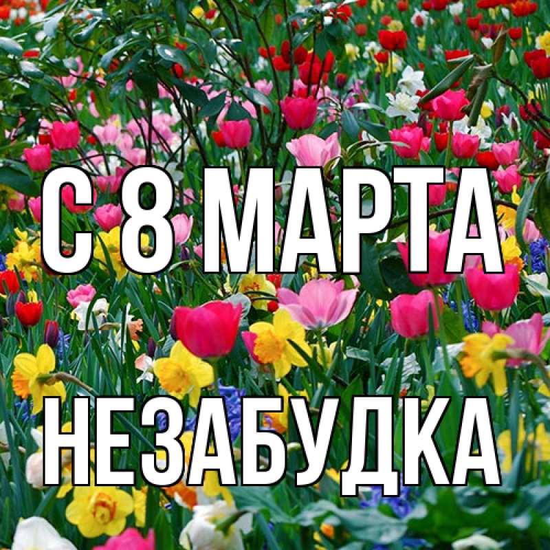 Картинка C 8 МАРТА, Незабудка