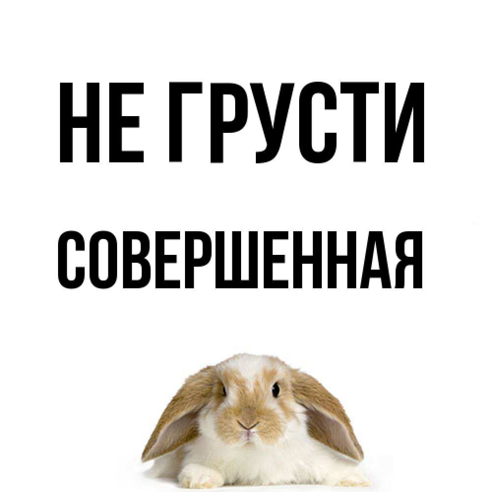 Открытка на каждый день с именем, Совершенная Не грусти коричнево белый заяц с большими ушками Прикольная открытка с пожеланием онлайн скачать бесплатно 