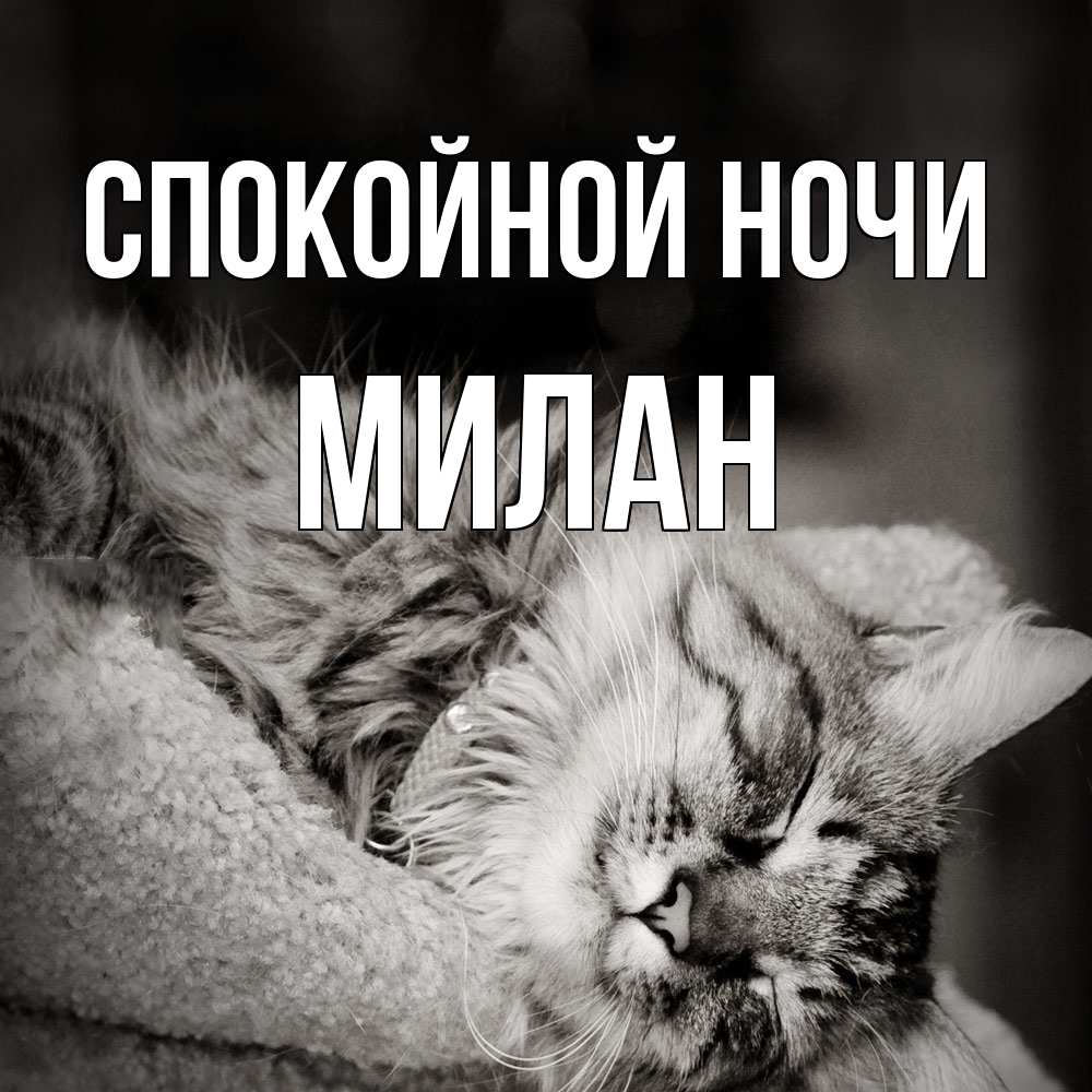 Открытка на каждый день с именем, Милан Спокойной ночи котярик пушистый Прикольная открытка с пожеланием онлайн скачать бесплатно 