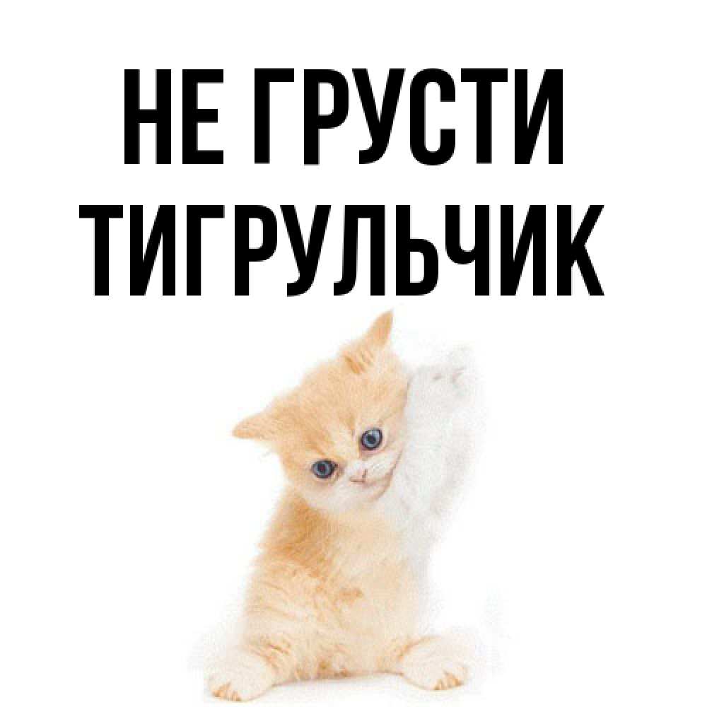 Открытка на каждый день с именем, Тигpульчик Не грусти просящий кот Прикольная открытка с пожеланием онлайн скачать бесплатно 