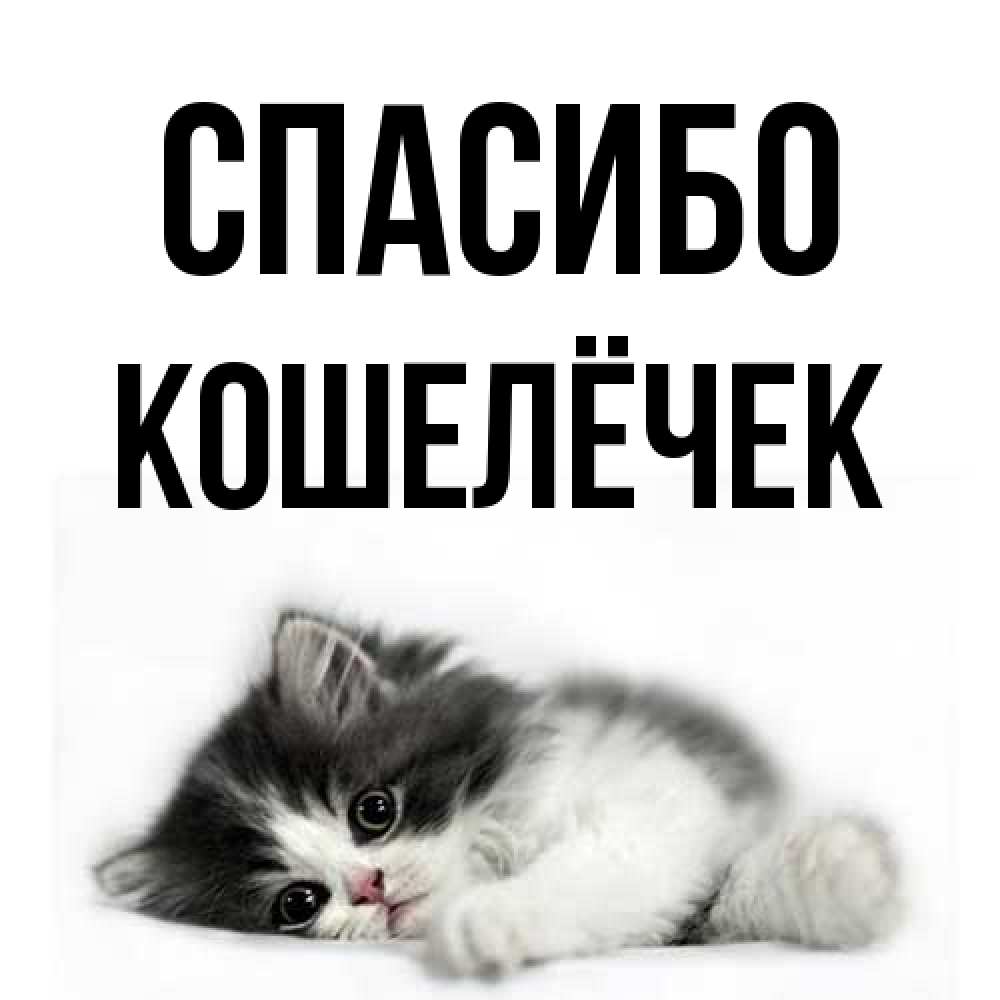 Открытка на каждый день с именем, кошелёчек Спасибо черный и белый кот Прикольная открытка с пожеланием онлайн скачать бесплатно 