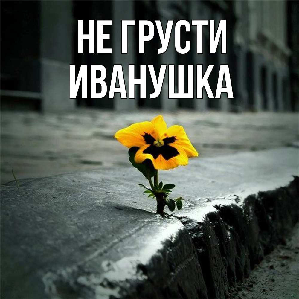 Открытка на каждый день с именем, Иванушка Не грусти не сдавайся Прикольная открытка с пожеланием онлайн скачать бесплатно 
