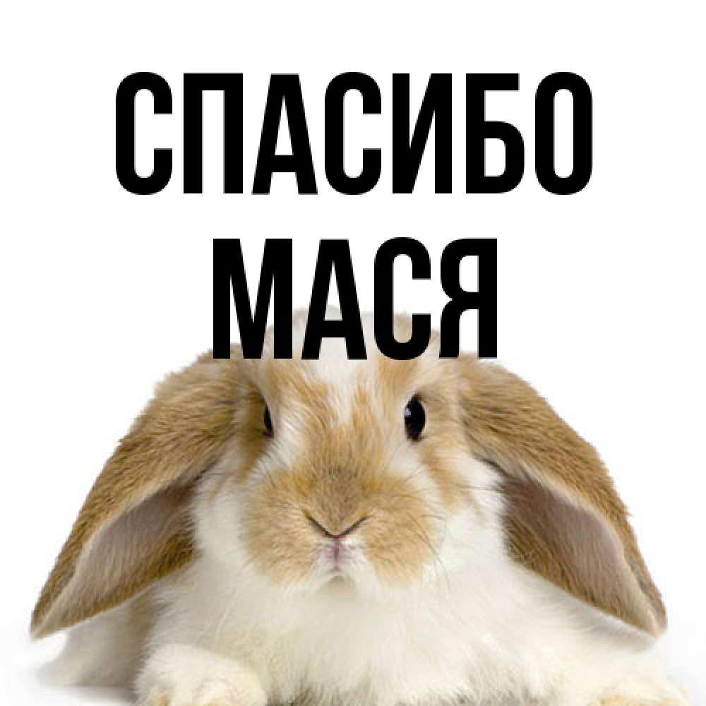 Открытка на каждый день с именем, Мася Спасибо коричнево белый заяц Прикольная открытка с пожеланием онлайн скачать бесплатно 