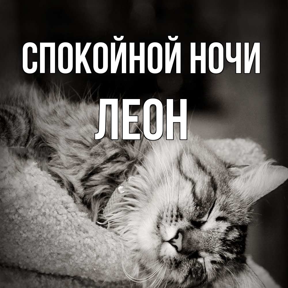 Открытка на каждый день с именем, Леон Спокойной ночи котярик пушистый Прикольная открытка с пожеланием онлайн скачать бесплатно 