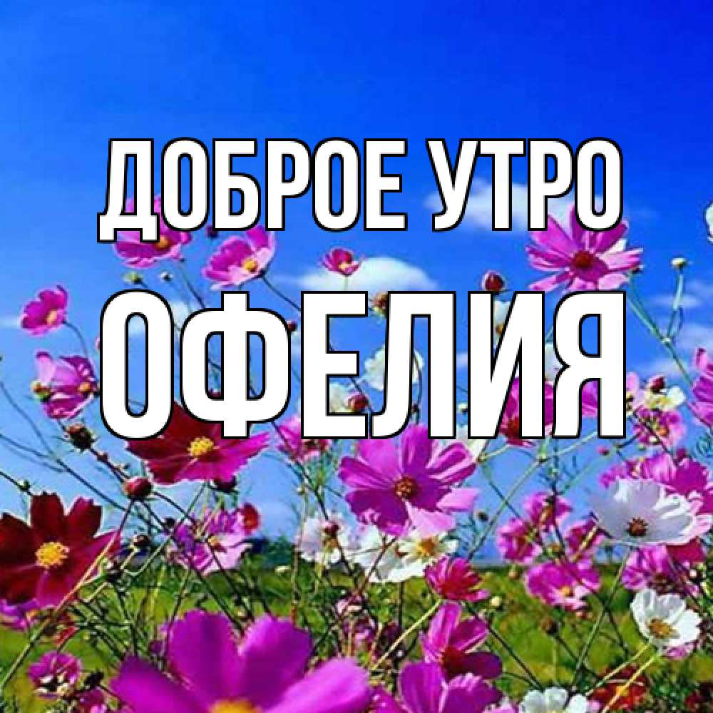Открытка на каждый день с именем, Офелия Доброе утро сиреневые цветы Прикольная открытка с пожеланием онлайн скачать бесплатно 