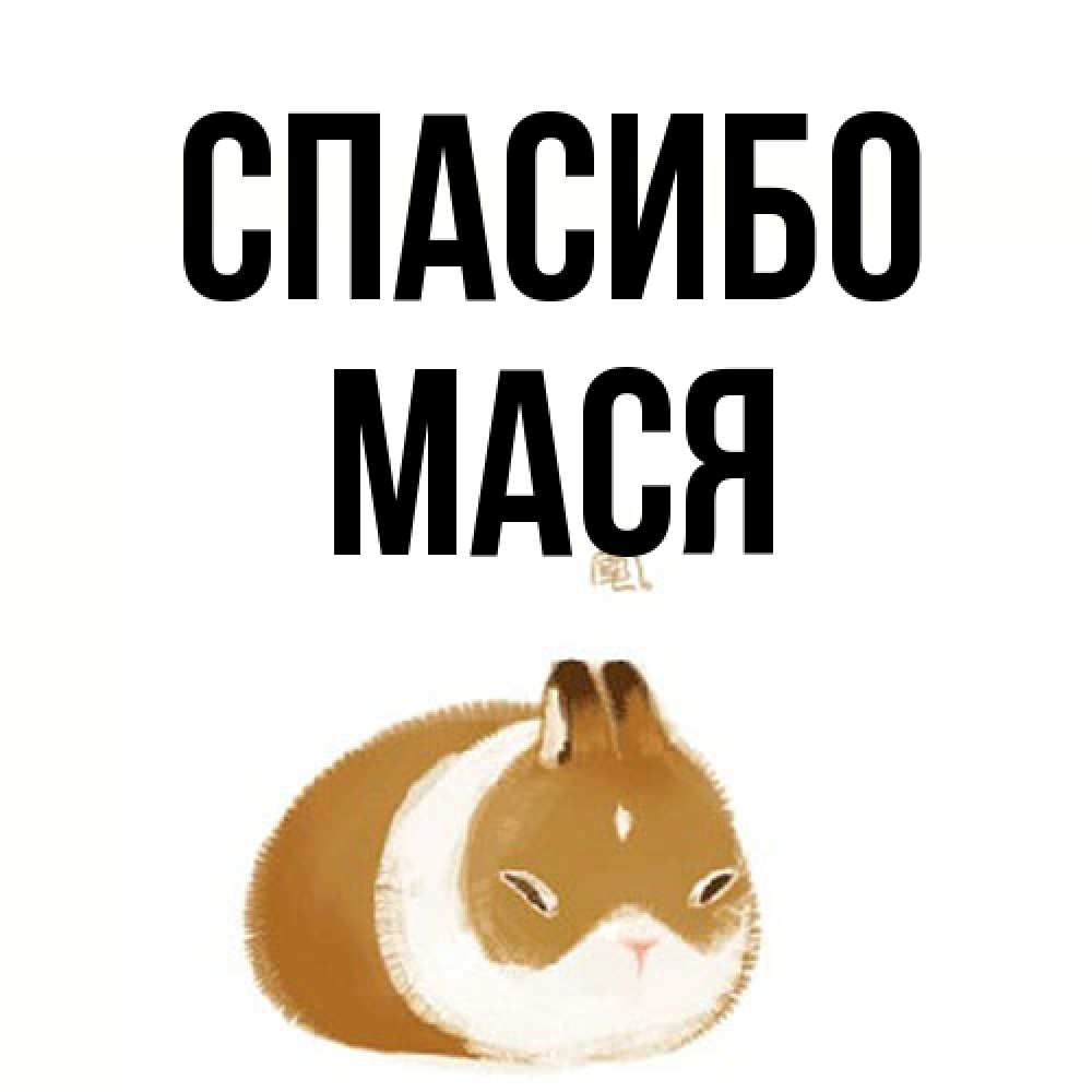 Открытка на каждый день с именем, Мася Спасибо коричнево белый домашний питомец Прикольная открытка с пожеланием онлайн скачать бесплатно 