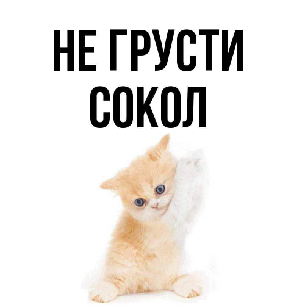 Открытка на каждый день с именем, Сокол Не грусти просящий кот Прикольная открытка с пожеланием онлайн скачать бесплатно 