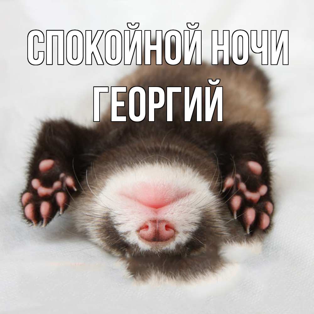 Открытка на каждый день с именем, Георгий Спокойной ночи зверек Прикольная открытка с пожеланием онлайн скачать бесплатно 