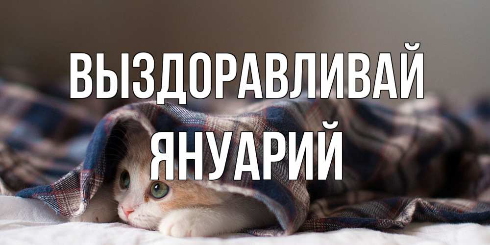 Открытка на каждый день с именем, Януарий Выздоравливай не болейте с котиком Прикольная открытка с пожеланием онлайн скачать бесплатно 