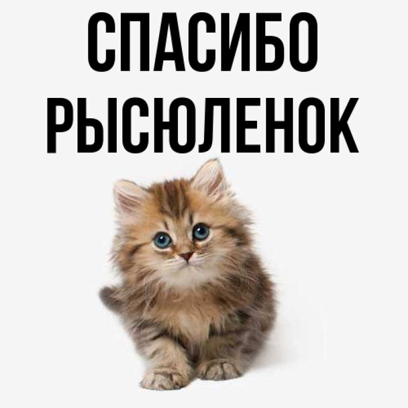 Картинка Спасибо, Рысюленок