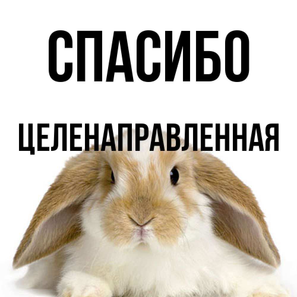 Открытка на каждый день с именем, целенаправленная Спасибо коричнево белый заяц Прикольная открытка с пожеланием онлайн скачать бесплатно 