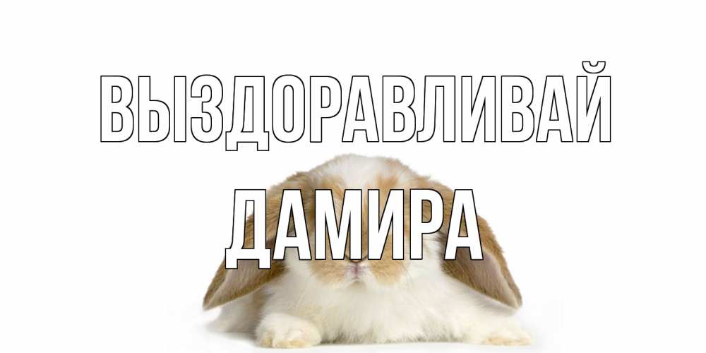 Открытка на каждый день с именем, Дамира Выздоравливай вислоухий кролик белого и коричневого цвета Прикольная открытка с пожеланием онлайн скачать бесплатно 