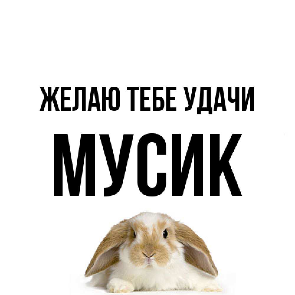 Открытка на каждый день с именем, мусик Желаю тебе удачи открытки с произвольным текстом который можно вставить в открытку и создать ее самостоятельно бесплатно онлайн Прикольная открытка с пожеланием онлайн скачать бесплатно 