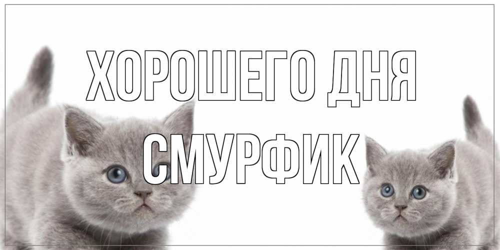 Открытка на каждый день с именем, Смурфик Хорошего дня открытка с котами Прикольная открытка с пожеланием онлайн скачать бесплатно 