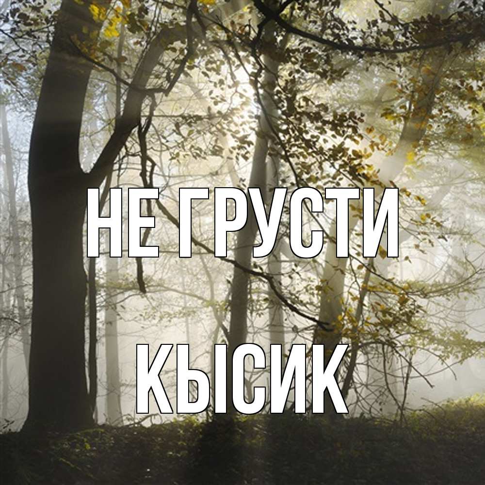 Открытка на каждый день с именем, Кысик Не грусти лес и свет Прикольная открытка с пожеланием онлайн скачать бесплатно 