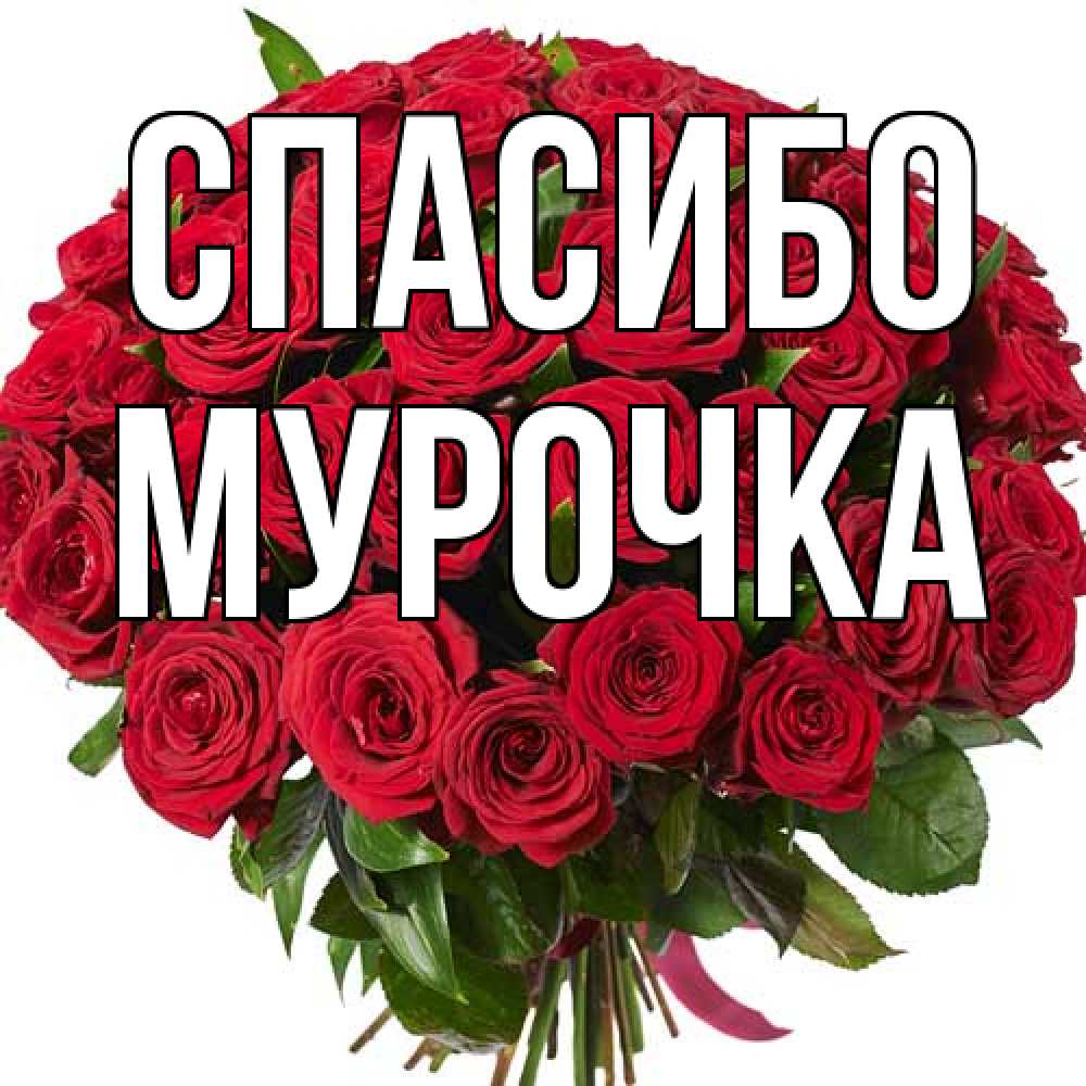 Открытка на каждый день с именем, Мурочка Спасибо букет красных роз Прикольная открытка с пожеланием онлайн скачать бесплатно 