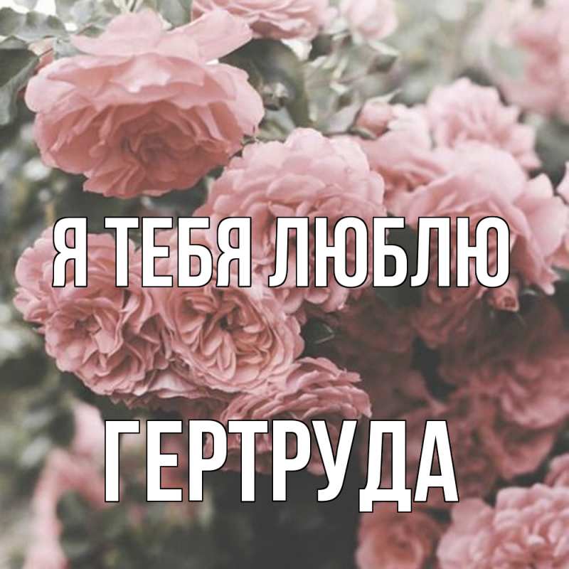 Картинка Я тебя люблю, Гертруда