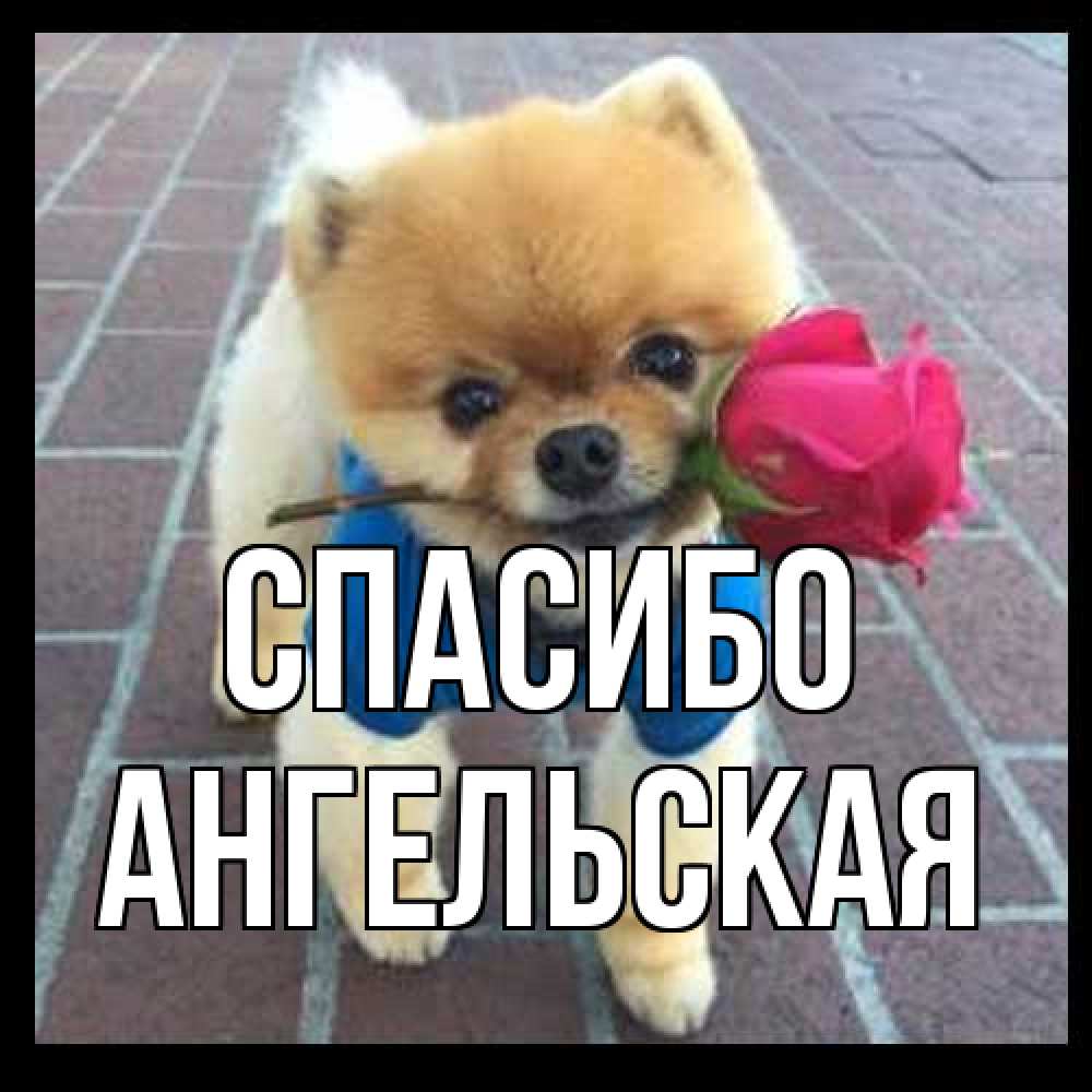 Открытка на каждый день с именем, Ангельская Спасибо спасибо и дарю тебе цветок Прикольная открытка с пожеланием онлайн скачать бесплатно 