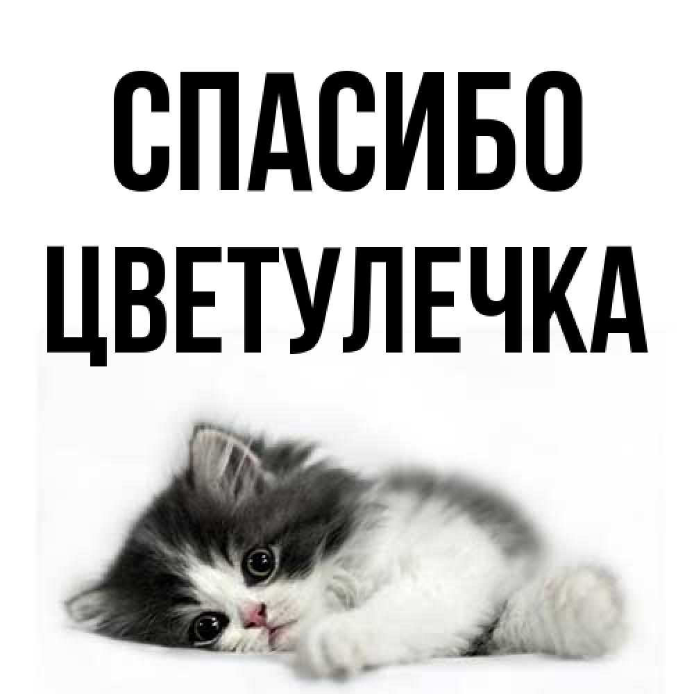 Открытка на каждый день с именем, Цветулечка Спасибо черный и белый кот Прикольная открытка с пожеланием онлайн скачать бесплатно 