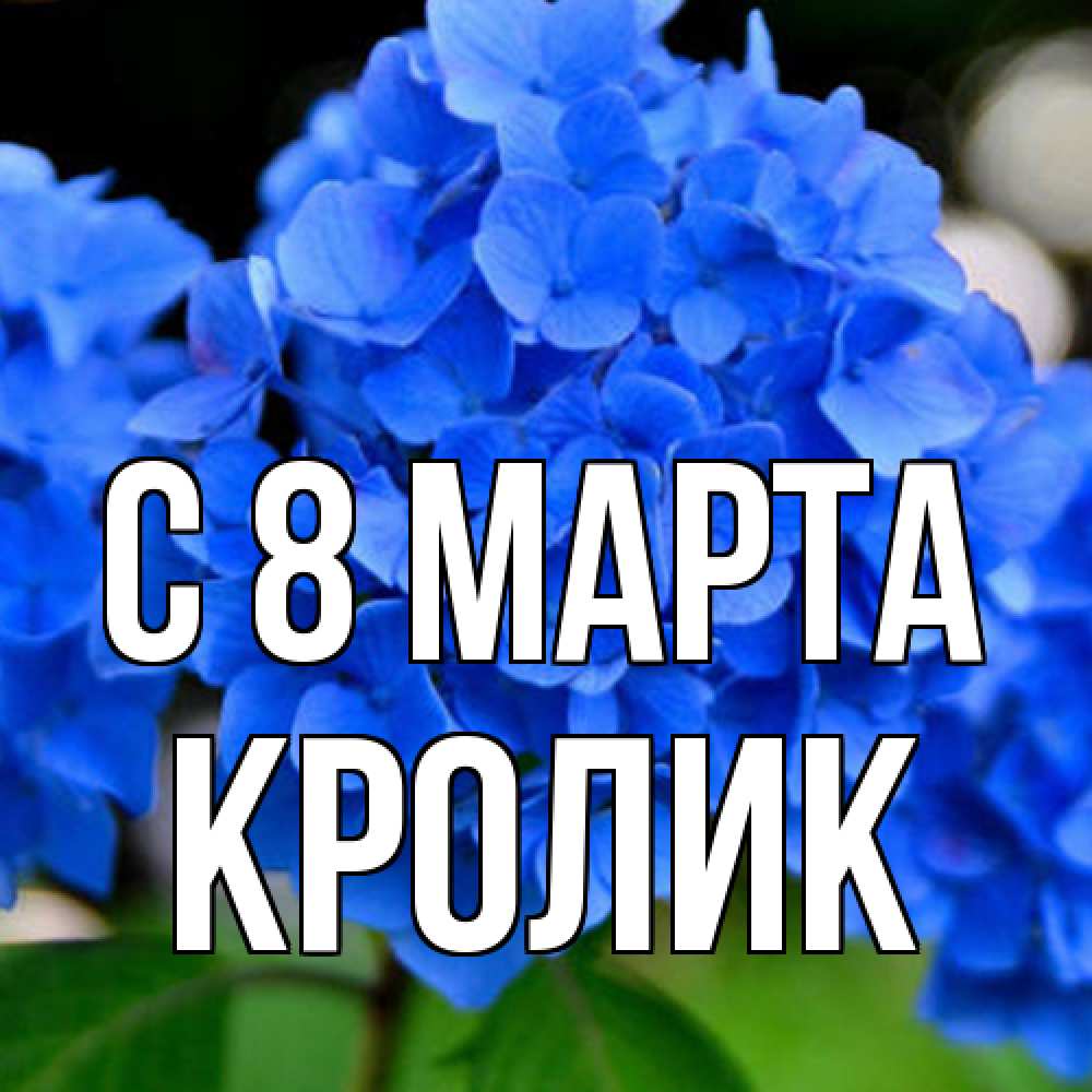 Открытка на каждый день с именем, кролик C 8 МАРТА синие цветы Прикольная открытка с пожеланием онлайн скачать бесплатно 