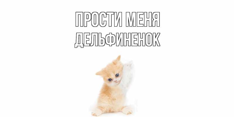 Картинка Прости меня, дельфиненок