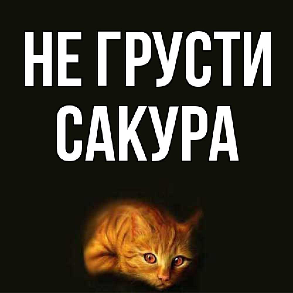 Открытка на каждый день с именем, Сакура Не грусти лежащий кот в темноте Прикольная открытка с пожеланием онлайн скачать бесплатно 