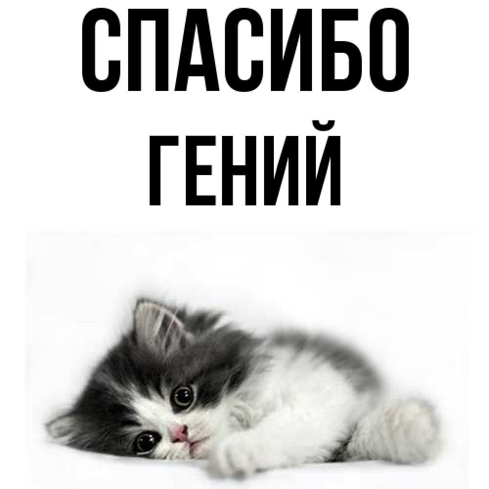 Открытка на каждый день с именем, Гений Спасибо черный и белый кот Прикольная открытка с пожеланием онлайн скачать бесплатно 