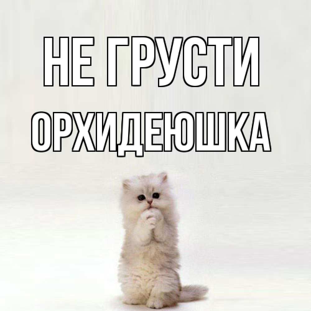 Открытка на каждый день с именем, Орхидеюшка Не грусти грустный кот Прикольная открытка с пожеланием онлайн скачать бесплатно 