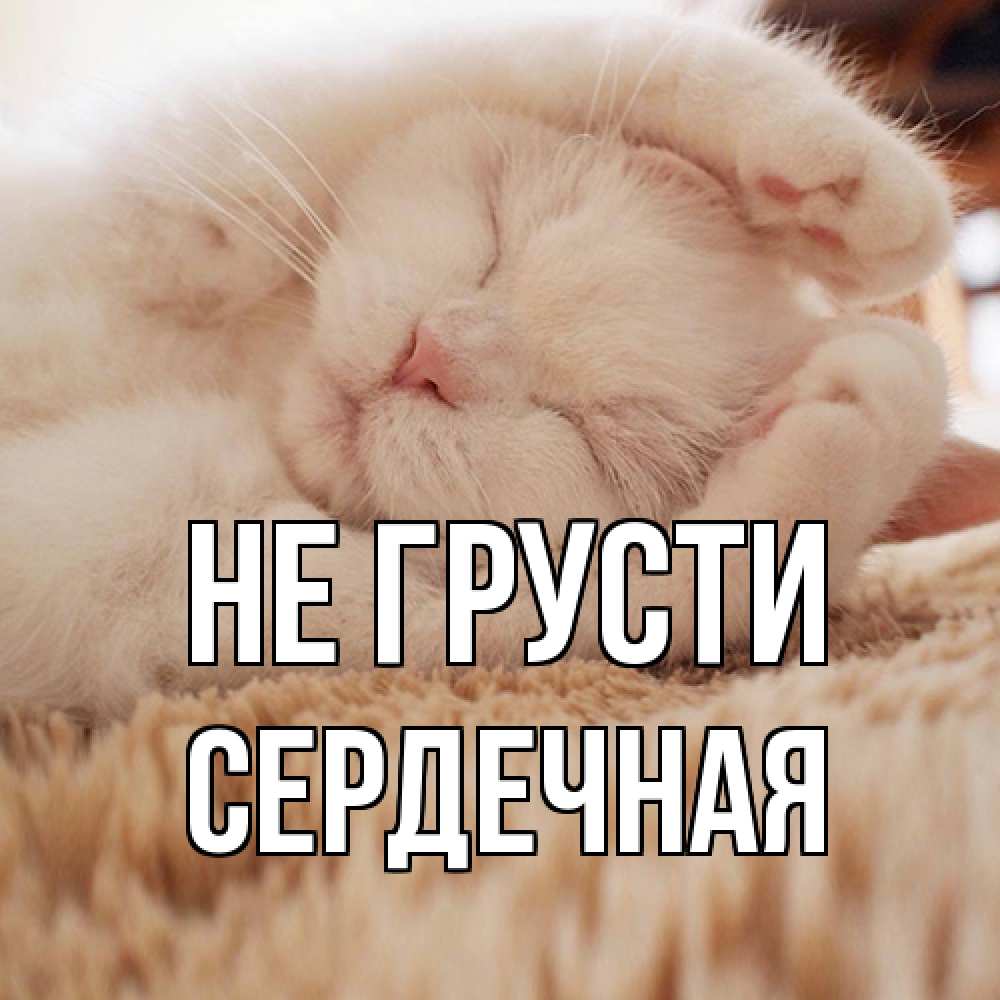 Открытка на каждый день с именем, Сеpдечная Не грусти белый кот Прикольная открытка с пожеланием онлайн скачать бесплатно 